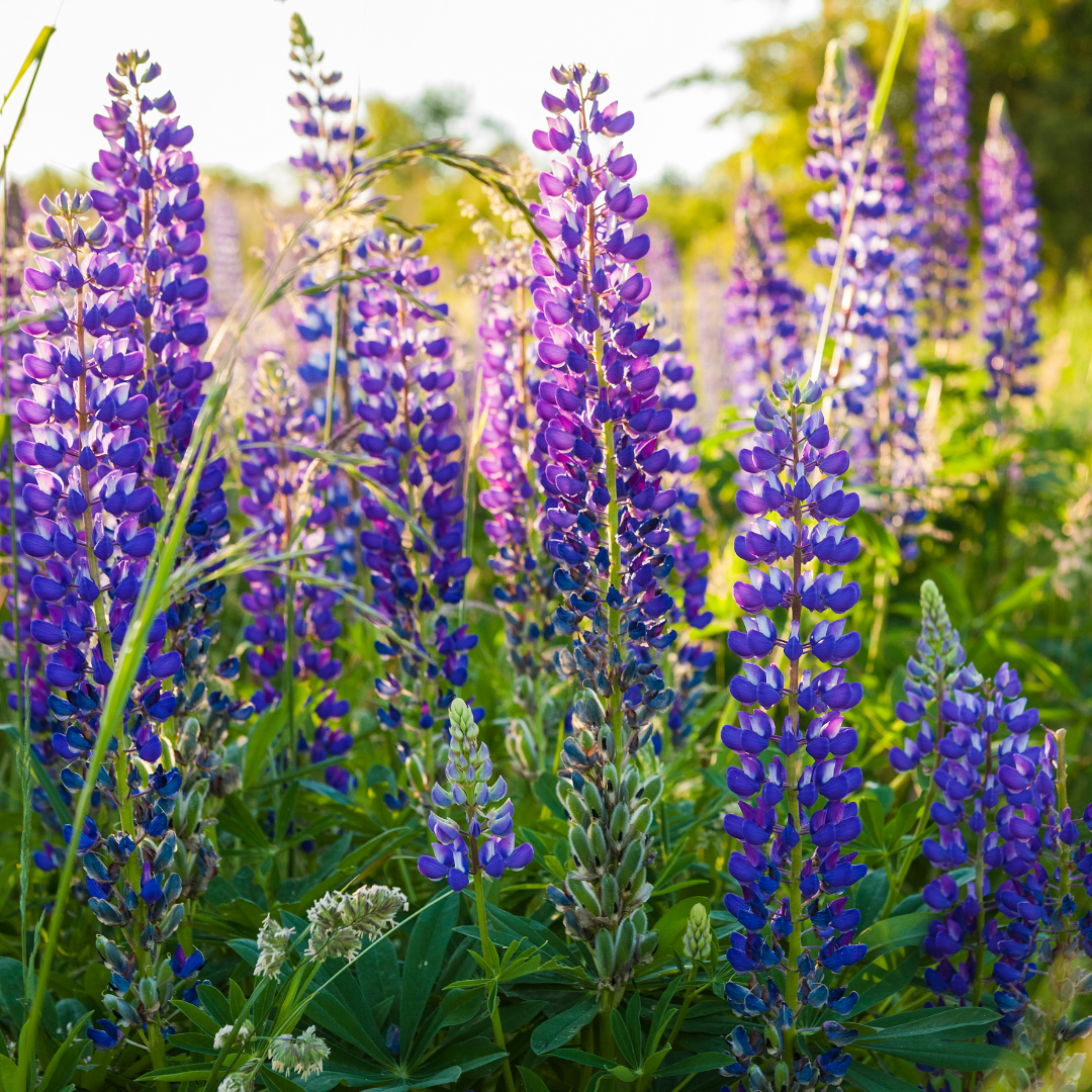 Set of 3 or 6 Large Plants - Lupin Legendary Blue, Ready to Plant in Your Garden, Peat Free