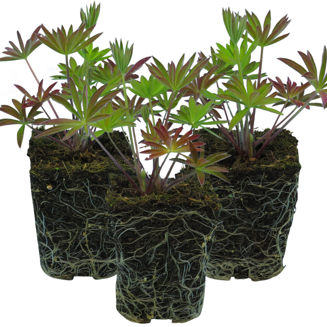 Set of 3 or 6 Large Plants - Lupin Legendary Blue, Ready to Plant in Your Garden, Peat Free