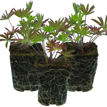 Set of 3 or 6 Large Plants - Lupin Legendary Blue, Ready to Plant in Your Garden, Peat Free