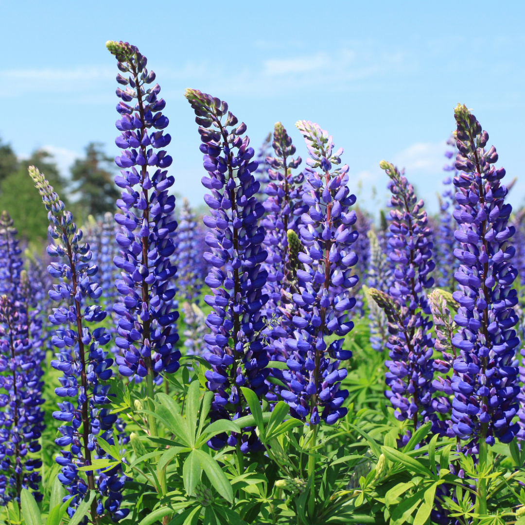 Set of 3 or 6 Large Plants - Lupin Legendary Blue, Ready to Plant in Your Garden, Peat Free