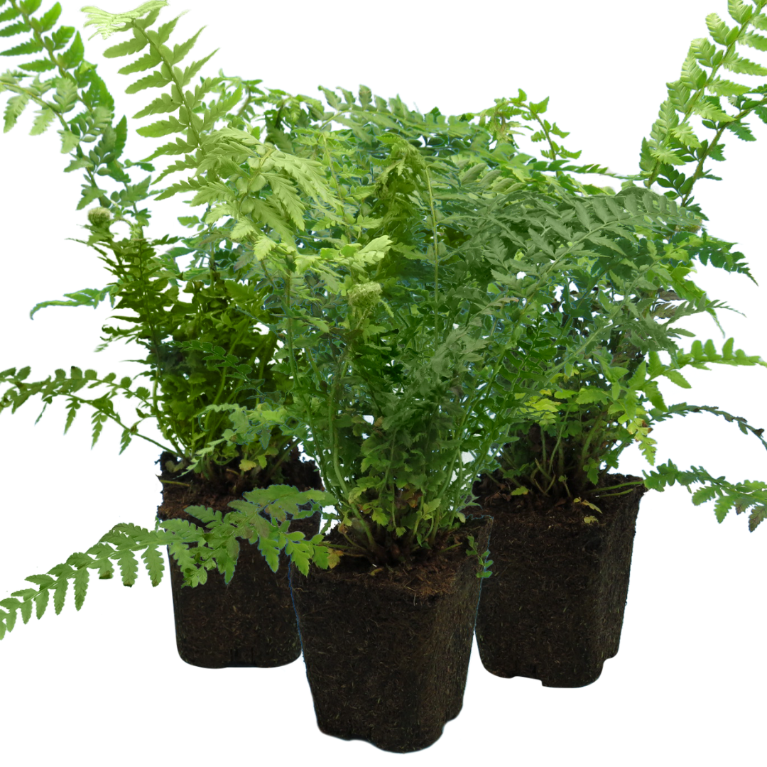 Male Fern
