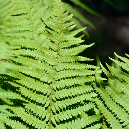 Male Fern