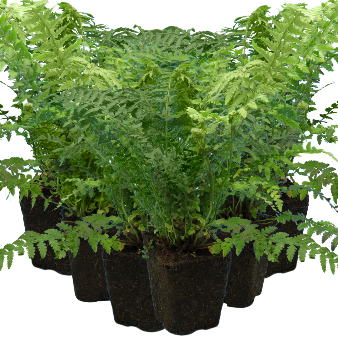 Male Fern