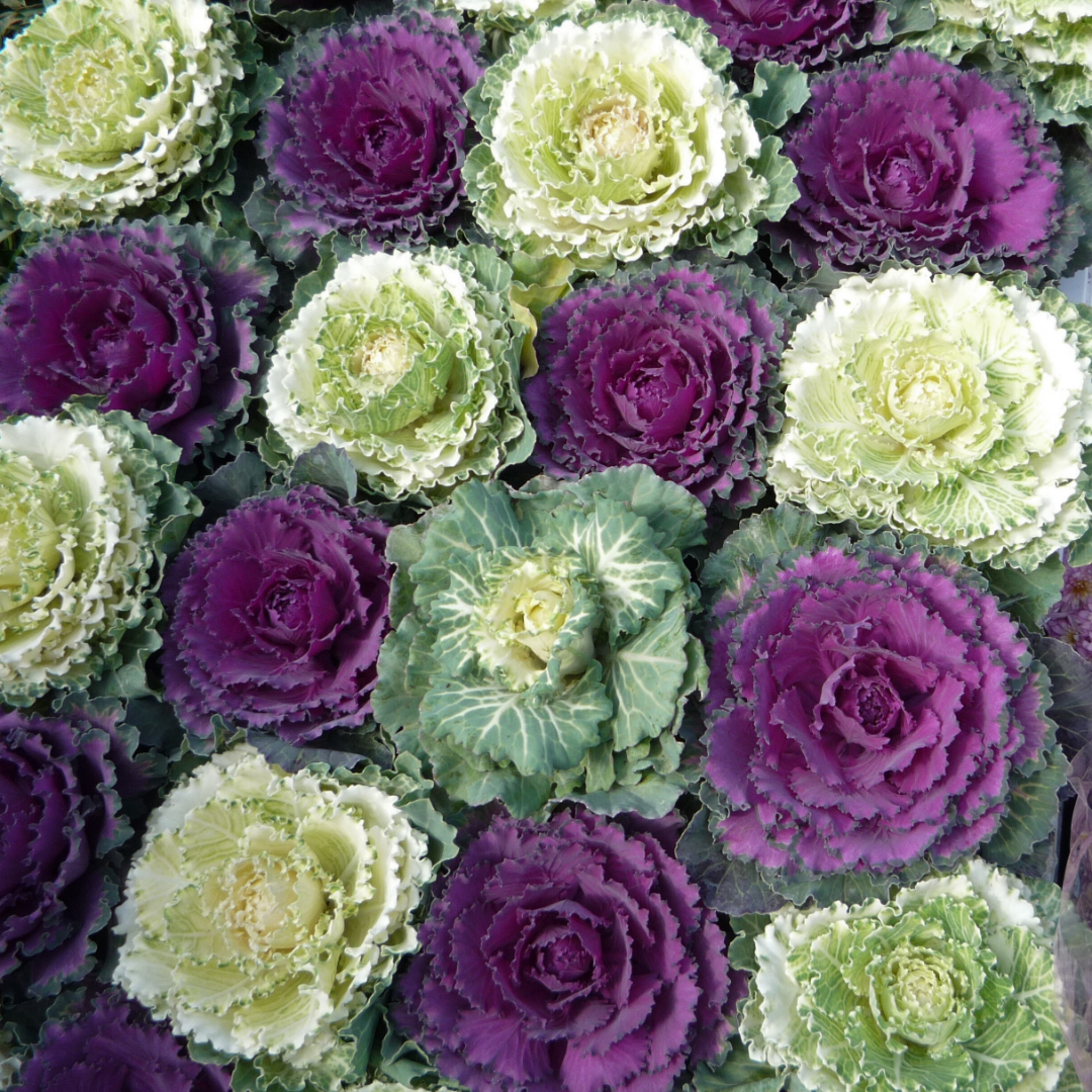 Ornamental Cabbage Growers selection