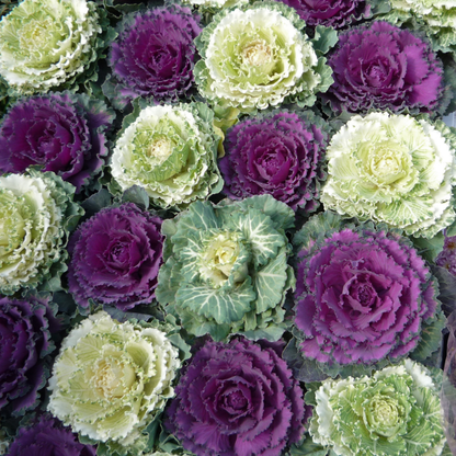 Ornamental Cabbage Growers selection