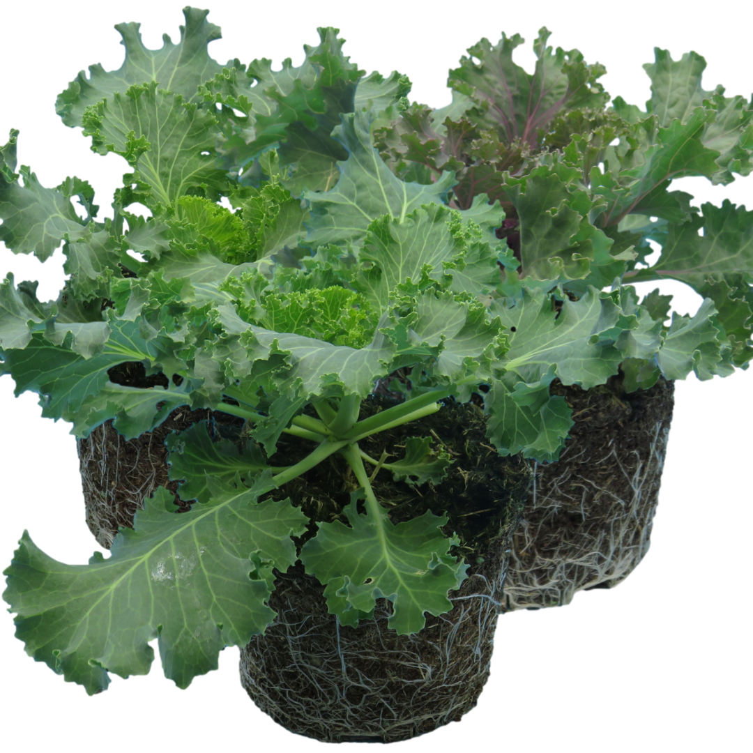 Ornamental Cabbage Growers selection