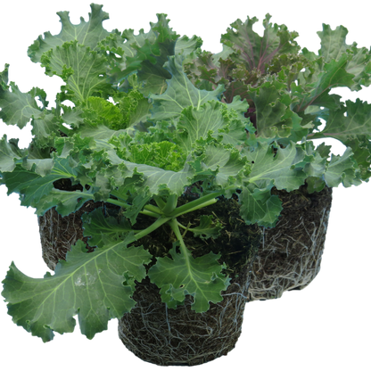 Ornamental Cabbage Growers selection