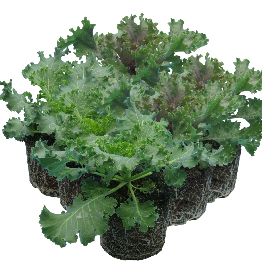 Ornamental Cabbage Growers selection
