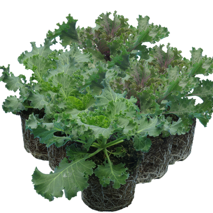 Ornamental Cabbage Growers selection