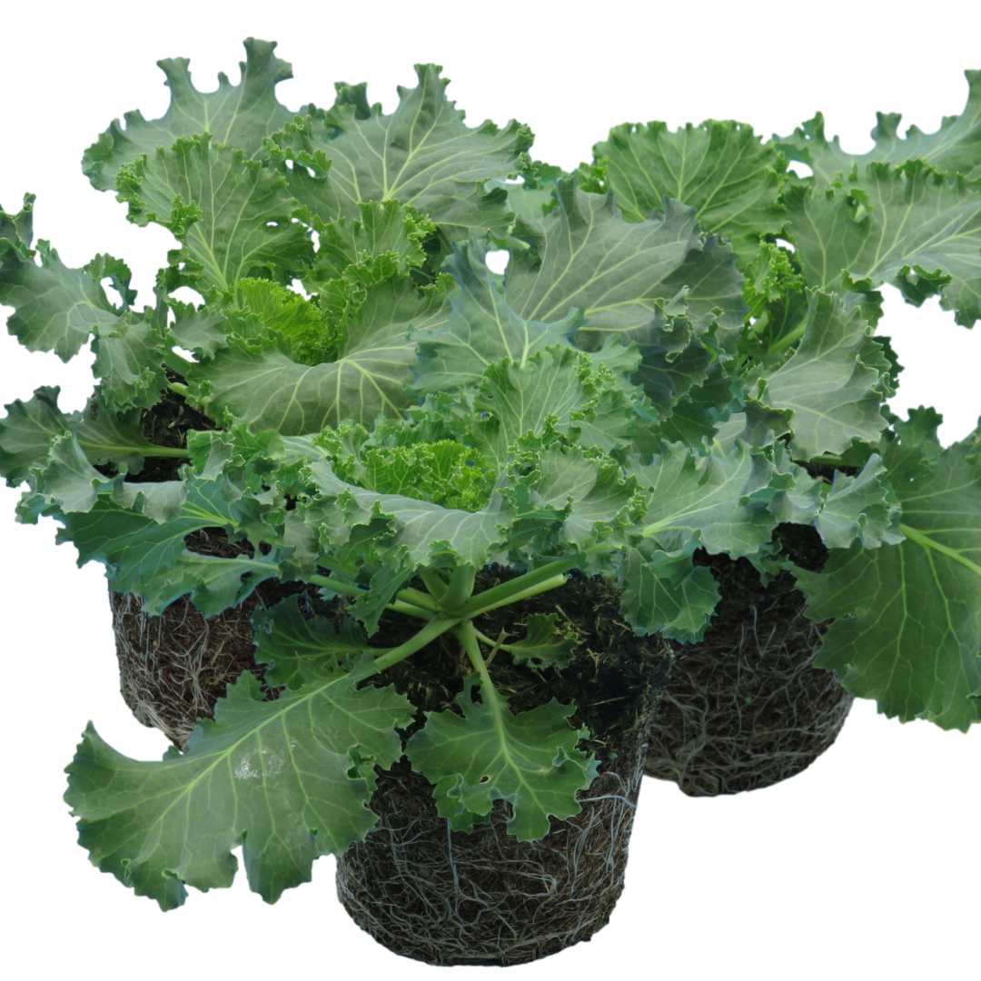 Ornamental Cabbage Red