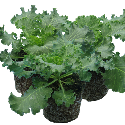 Ornamental Cabbage Red