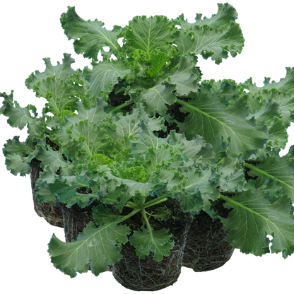 Ornamental Cabbage Red