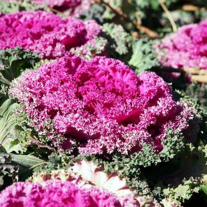 Ornamental Cabbage Rose