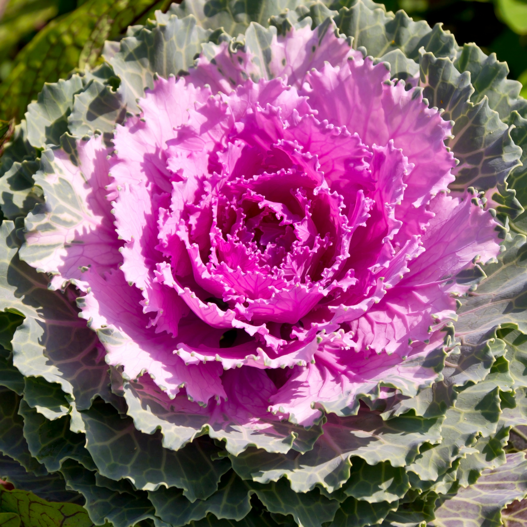 Ornamental Cabbage Rose