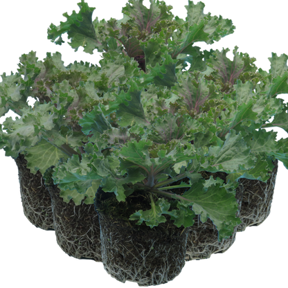 Ornamental Cabbage Rose