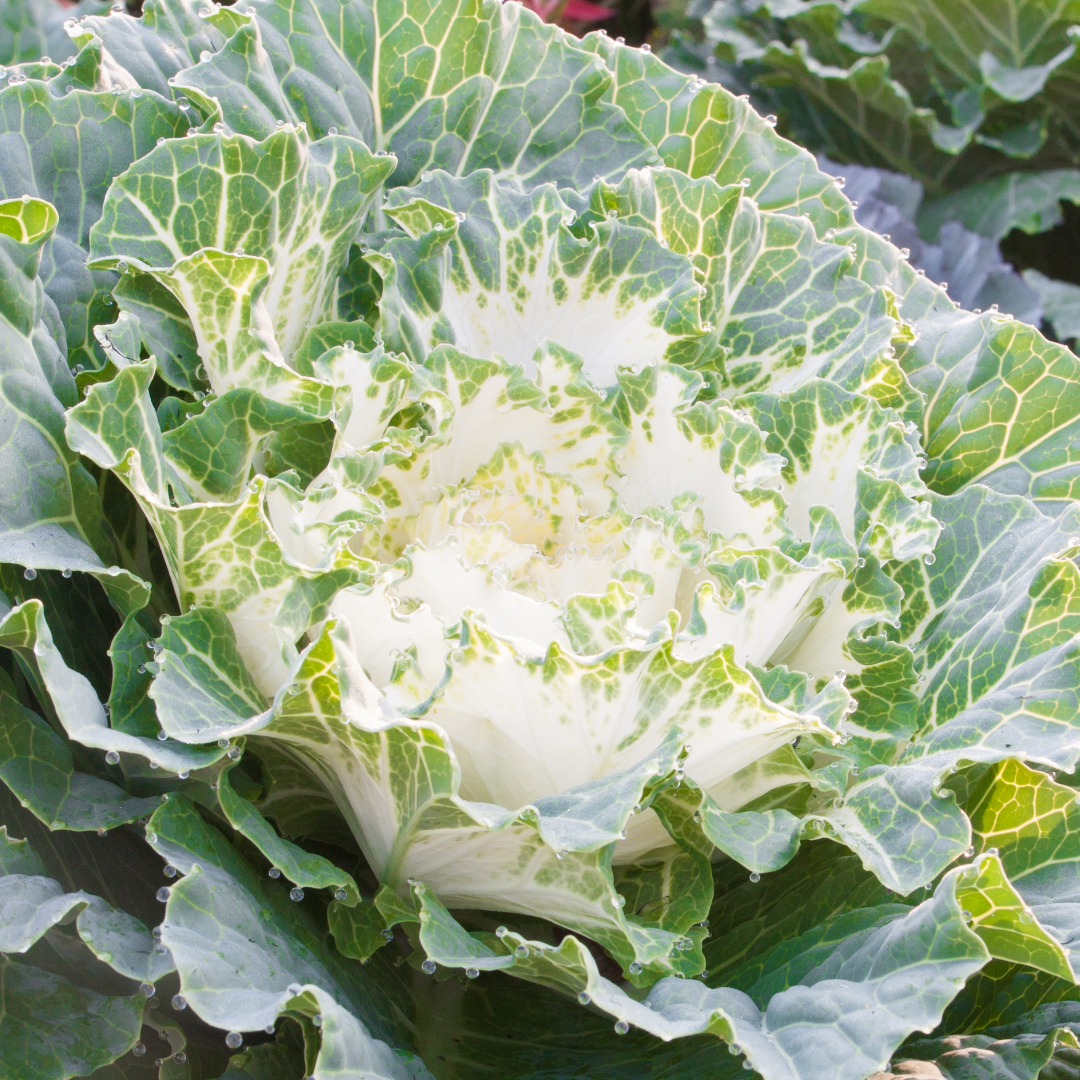 Ornamental Cabbage White