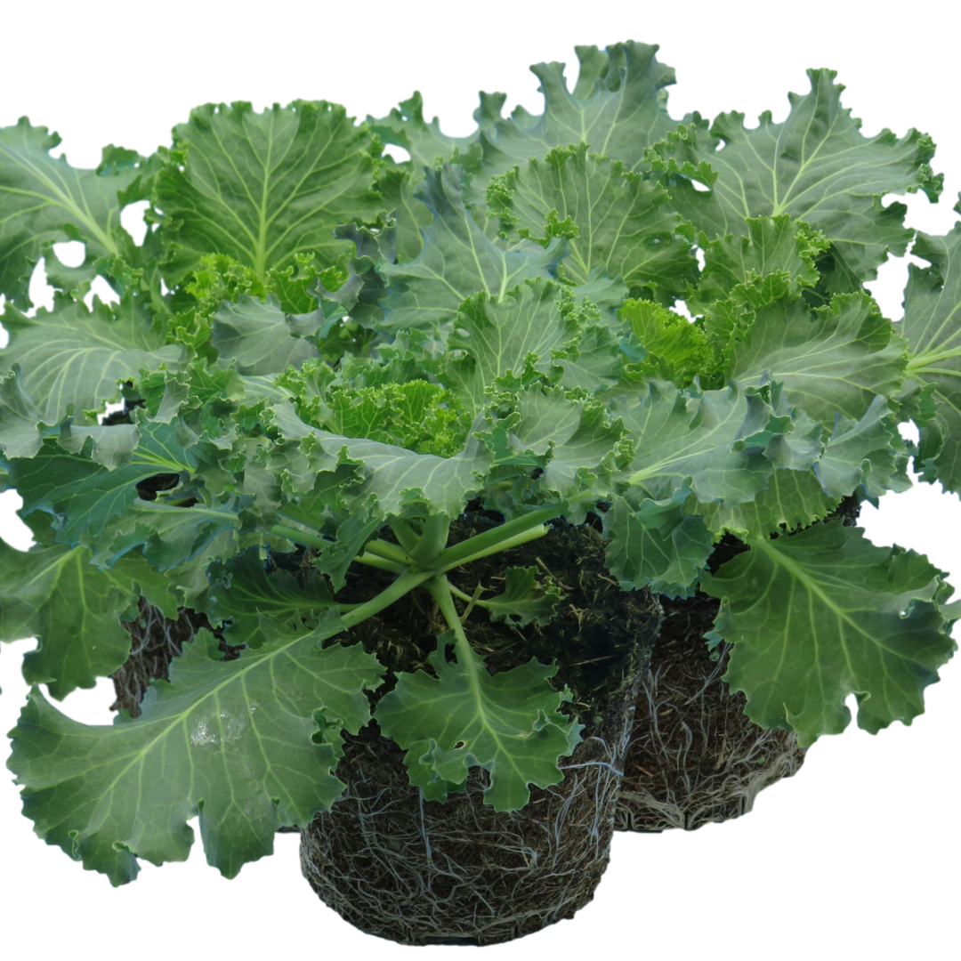 Ornamental Cabbage White
