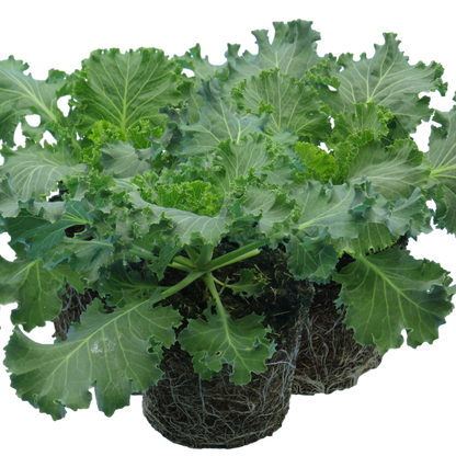 Ornamental Cabbage White