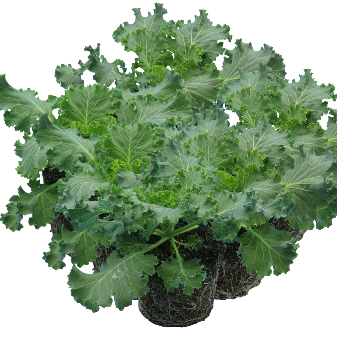 Ornamental Cabbage White