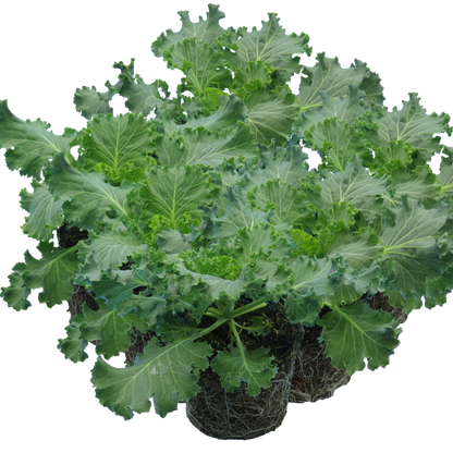 Ornamental Cabbage White