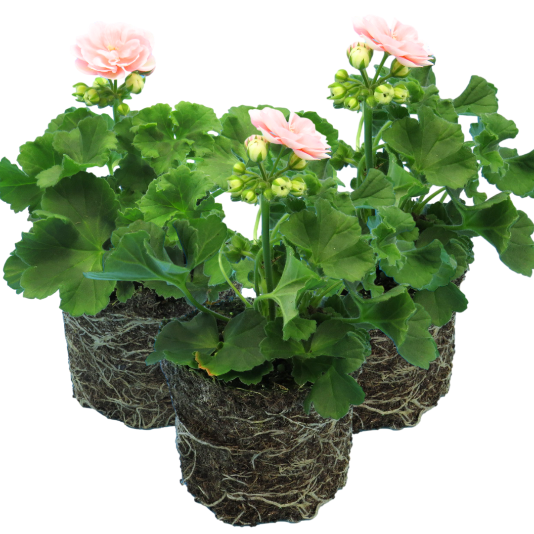 Set of 3 or 6 Large Plants - Geranium Zonale Rosebud Astrid, Ready to Plant in Your Garden