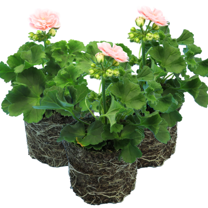 Set of 3 or 6 Large Plants - Geranium Zonale Rosebud Astrid, Ready to Plant in Your Garden