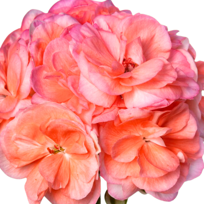 Set of 3 or 6 Large Plants - Geranium Zonale Rosebud Astrid, Ready to Plant in Your Garden