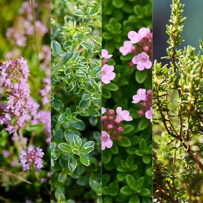 Thyme Growers Choice Mix