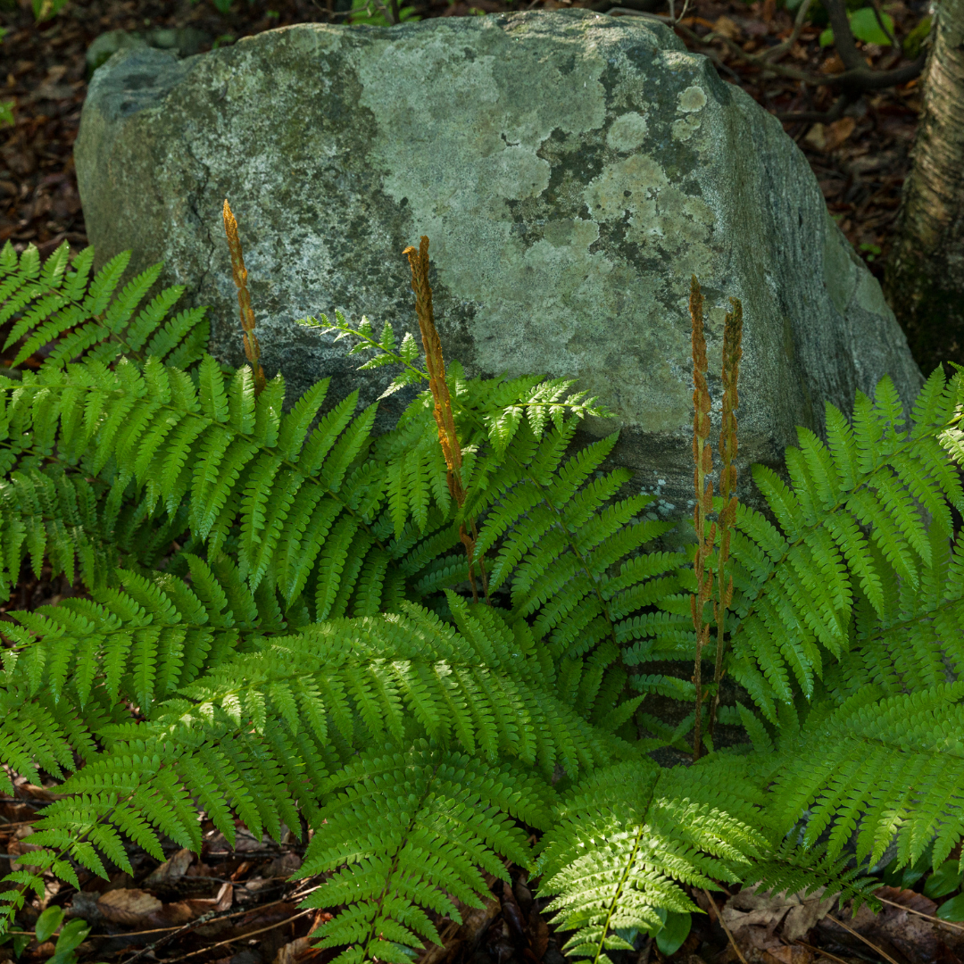 Shield Fern