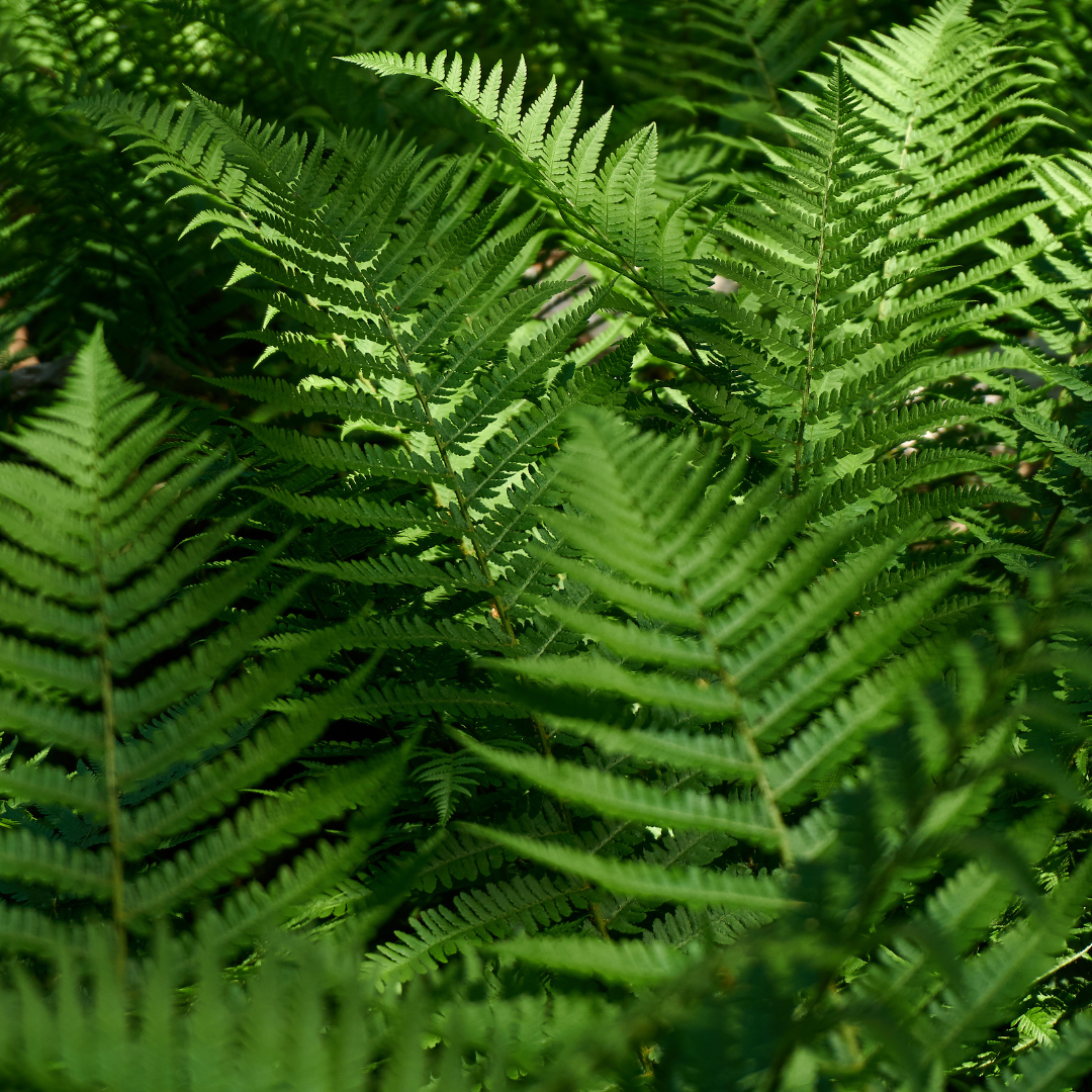 Shield Fern