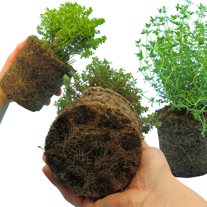 Thyme Growers Choice Mix
