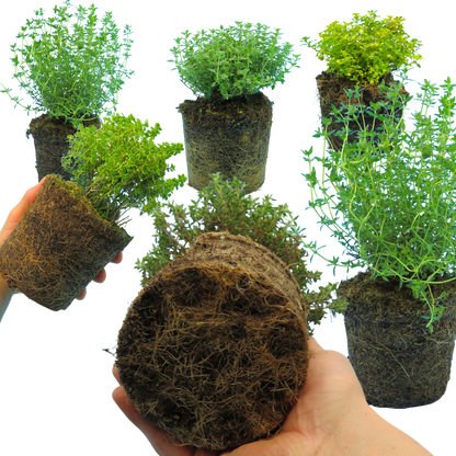 Thyme Growers Choice Mix