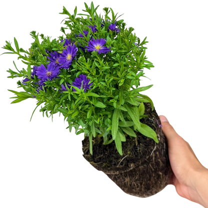 Aster Alpha Dark Purple Space