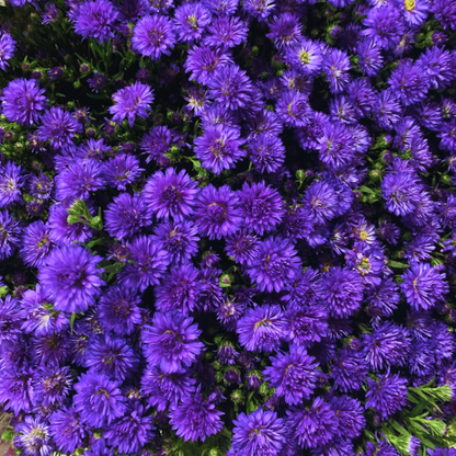 Aster Alpha Dark Purple Space