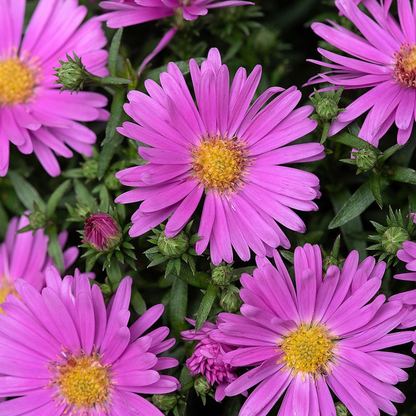 Aster Alpha Light Pink