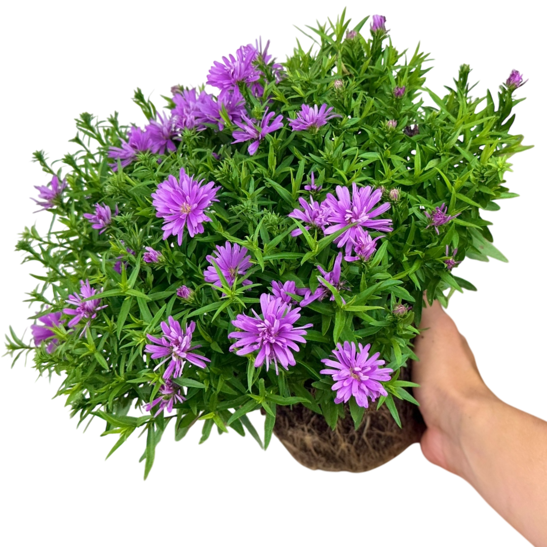Aster Alpha Light Pink