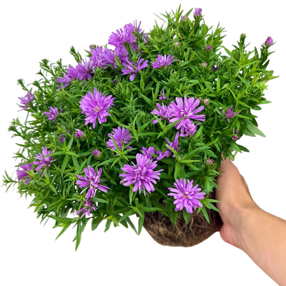 Aster Alpha Light Pink