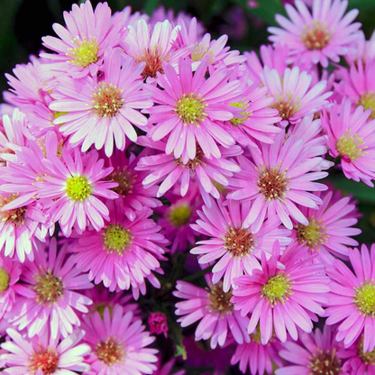 Aster Alpha Light Pink