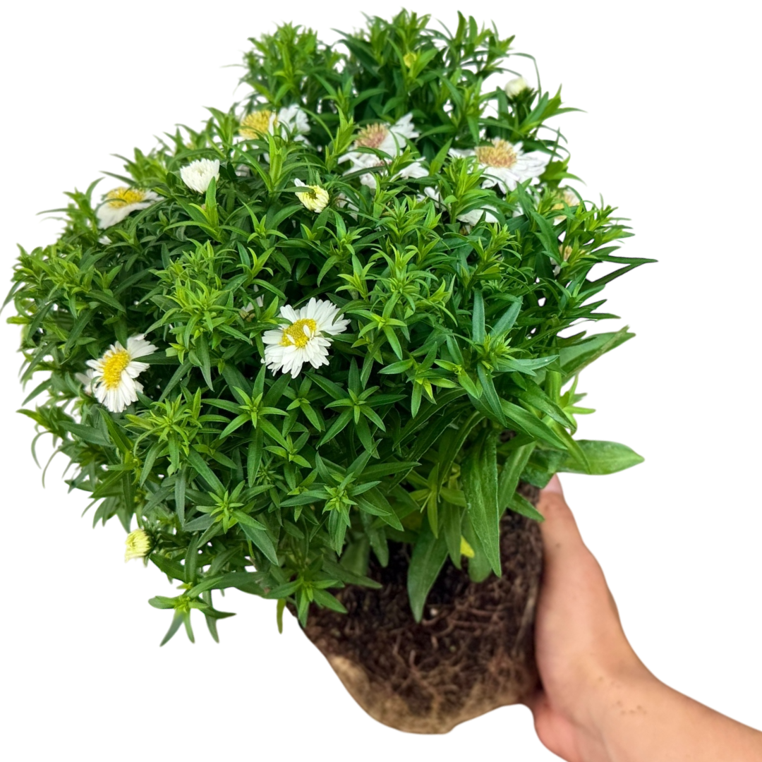 Aster Alpha White
