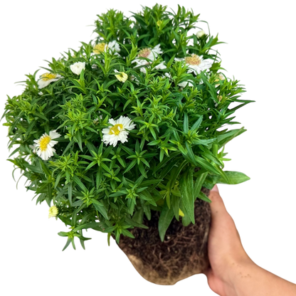 Aster Alpha White