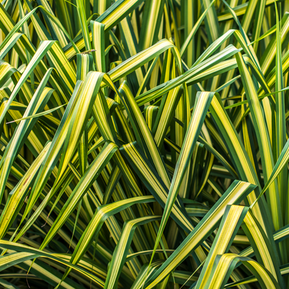 Carex Everglow