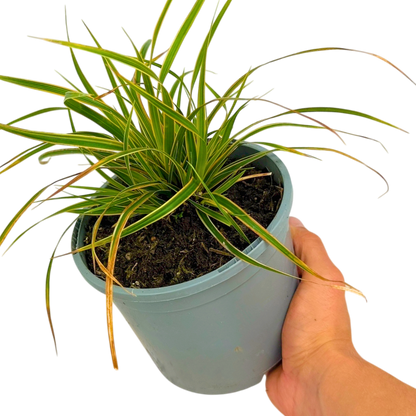 Carex Everglow