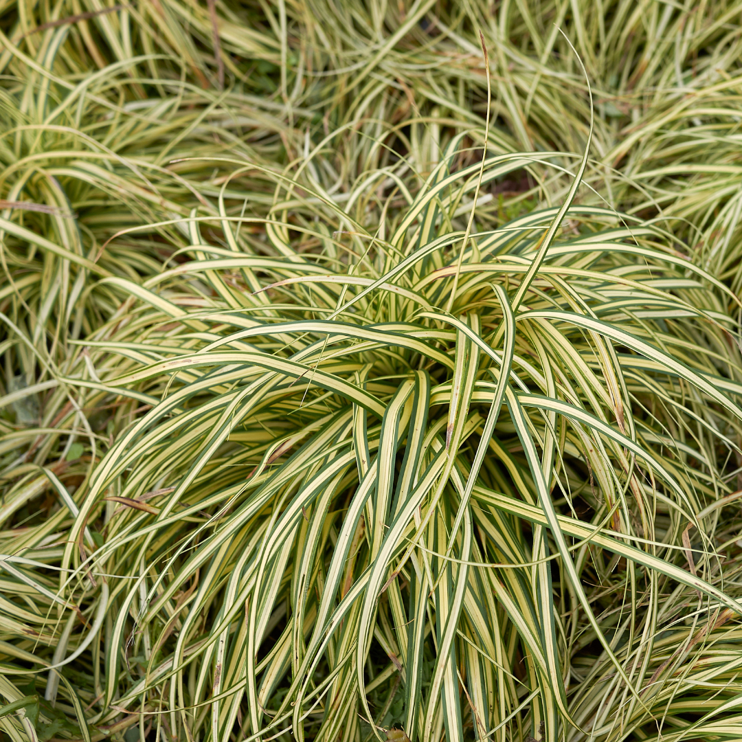 Carex Evergold