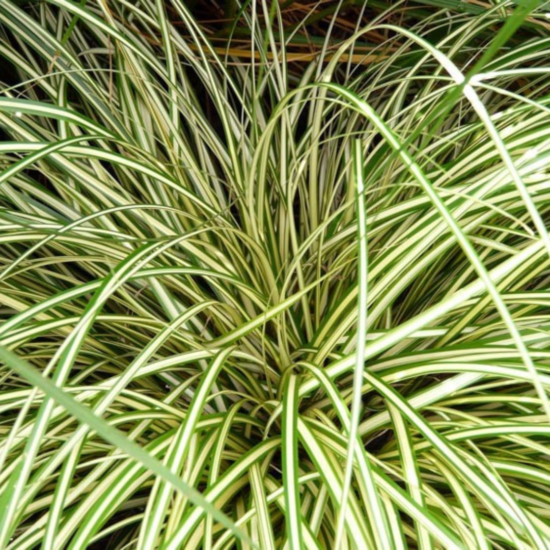 Carex Evergold