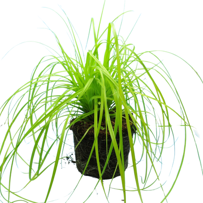 Carex Everillo