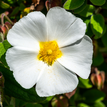 Cistus Corbariensis