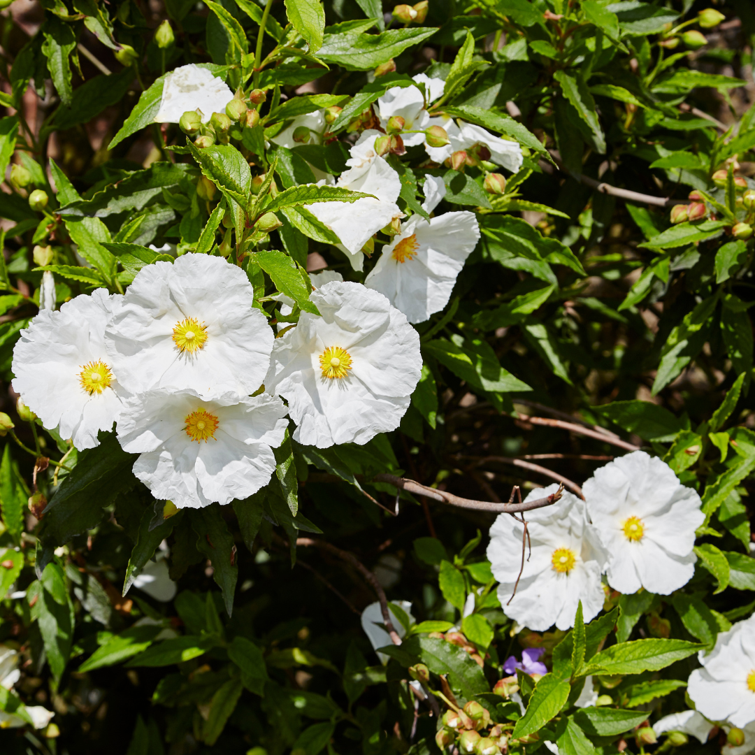 Cistus Corbariensis