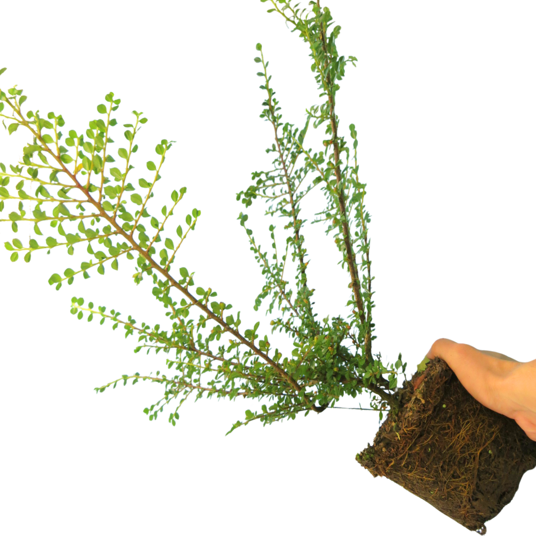 Cotoneaster Horizontalis