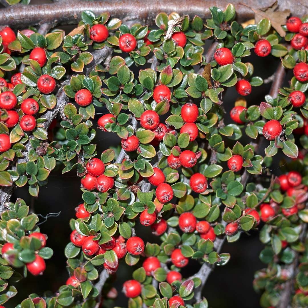 Cotoneaster Horizontalis