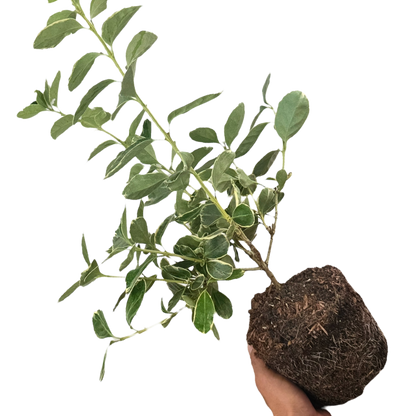 Euonymus Albomarginatus